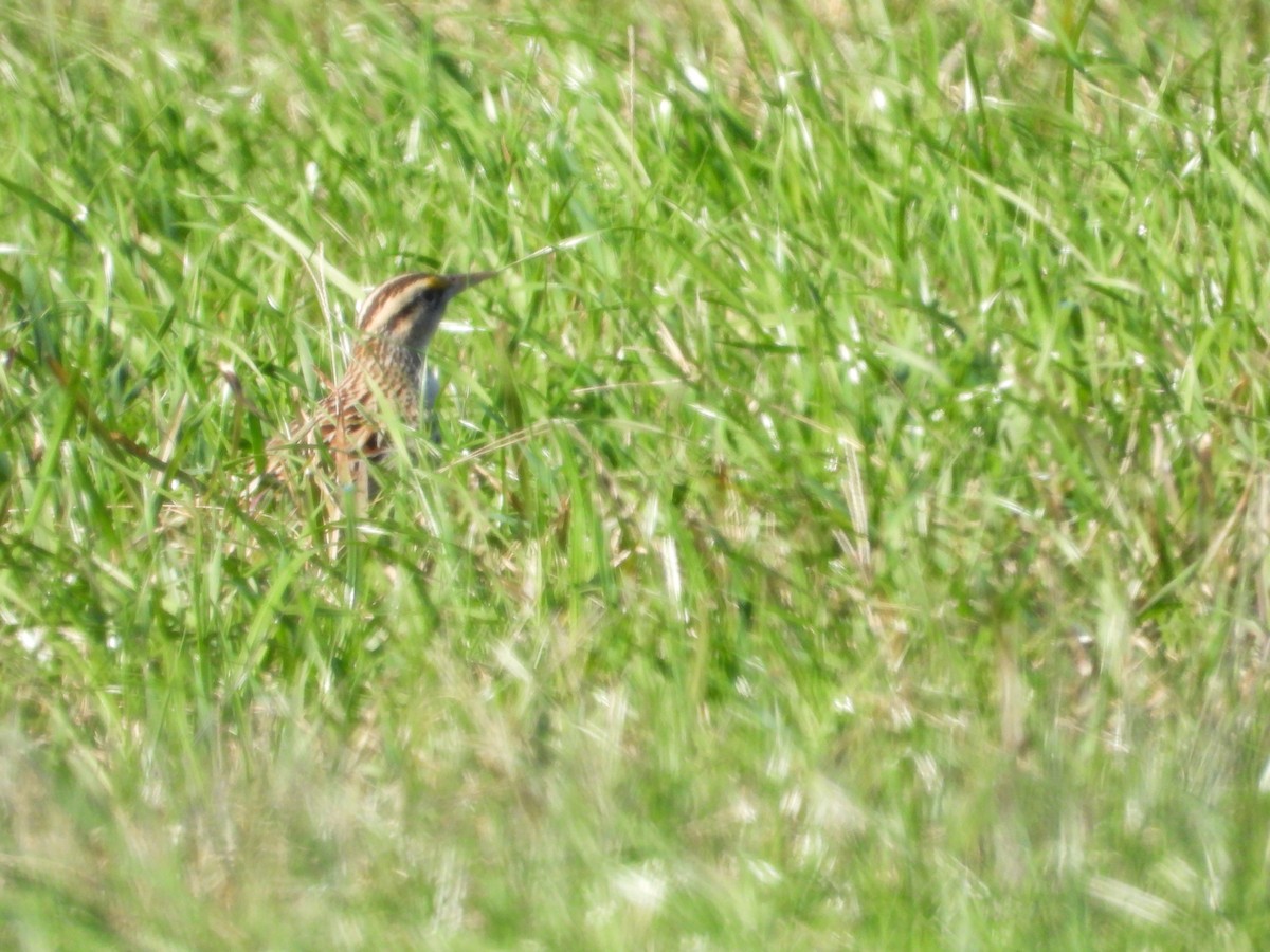 Eastern Meadowlark (Eastern) - ML628324408