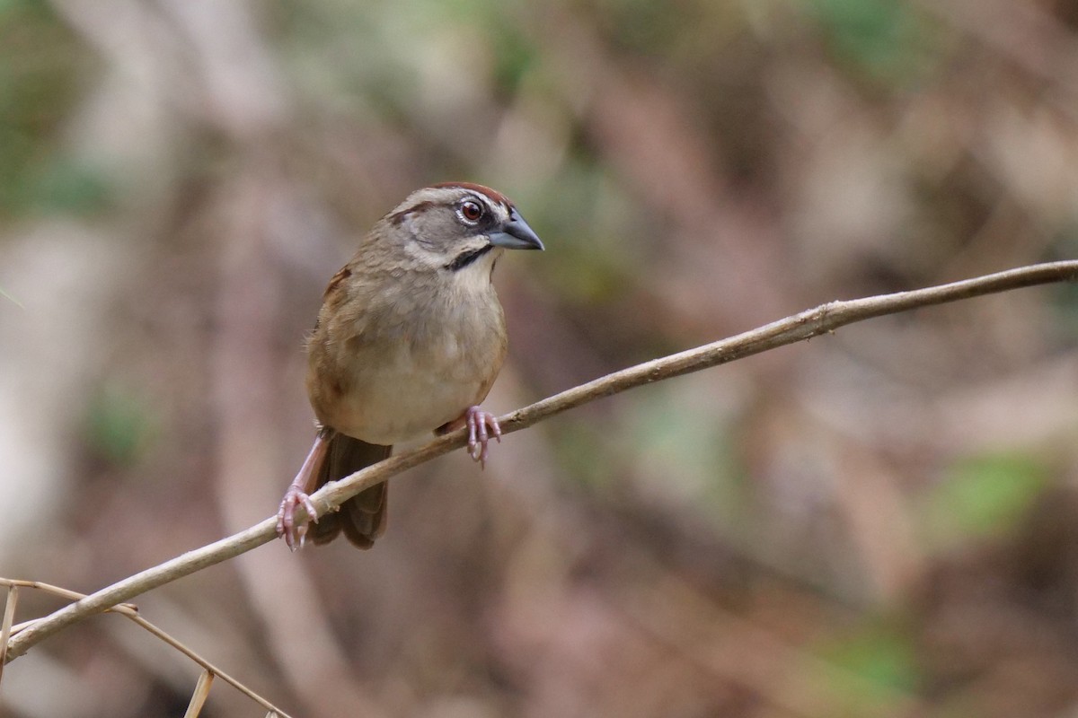 Rusty Sparrow - ML628324488