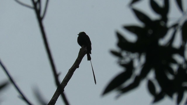 Long-tailed Tyrant - ML628324507