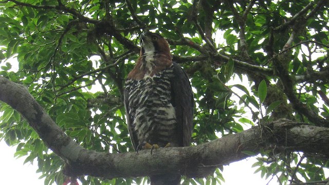 アカエリクマタカ - ML628324556