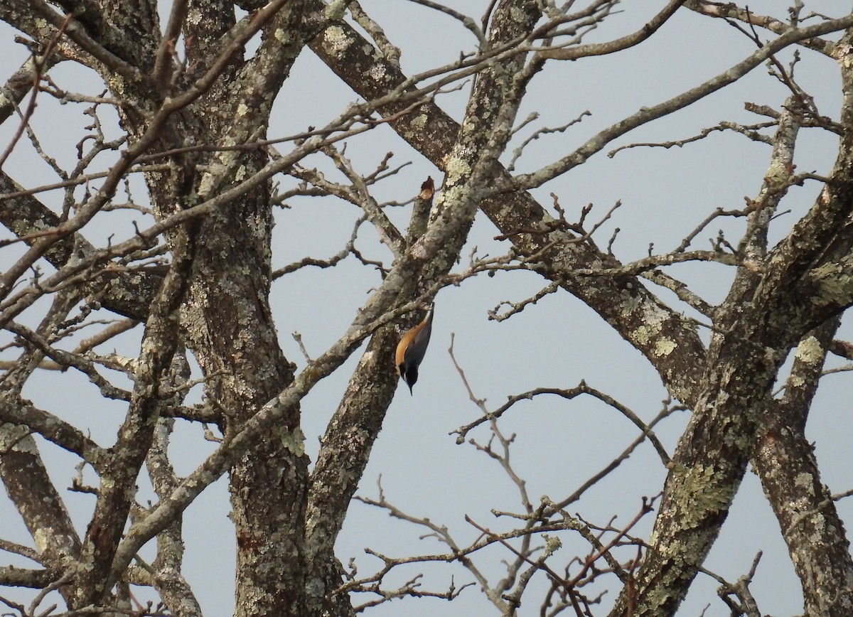Red-breasted Nuthatch - ML628324623