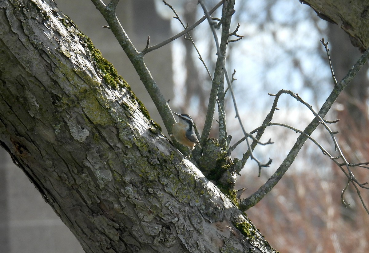 Red-breasted Nuthatch - ML628324638