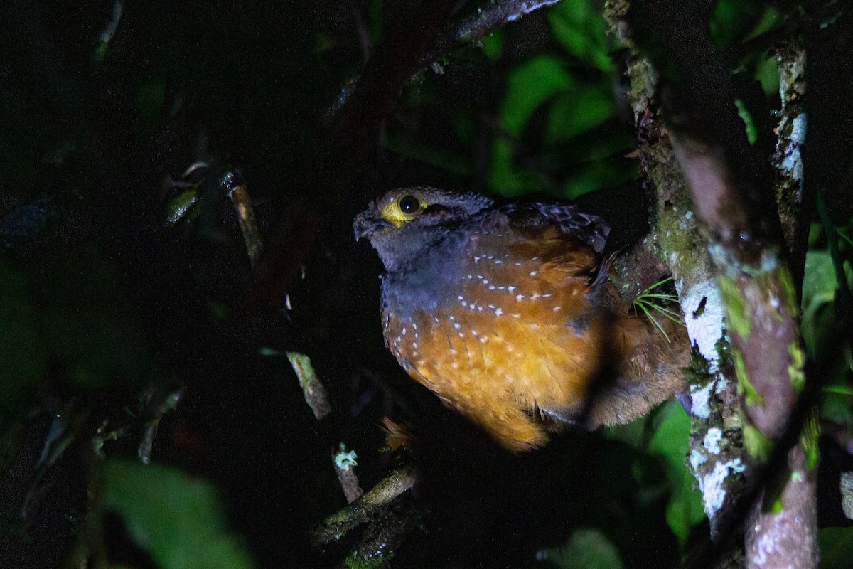 Starred Wood-Quail - ML628324681