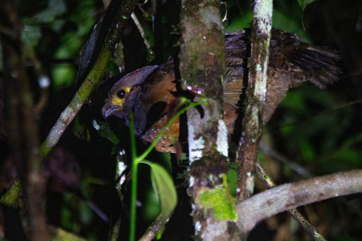 Starred Wood-Quail - ML628324682