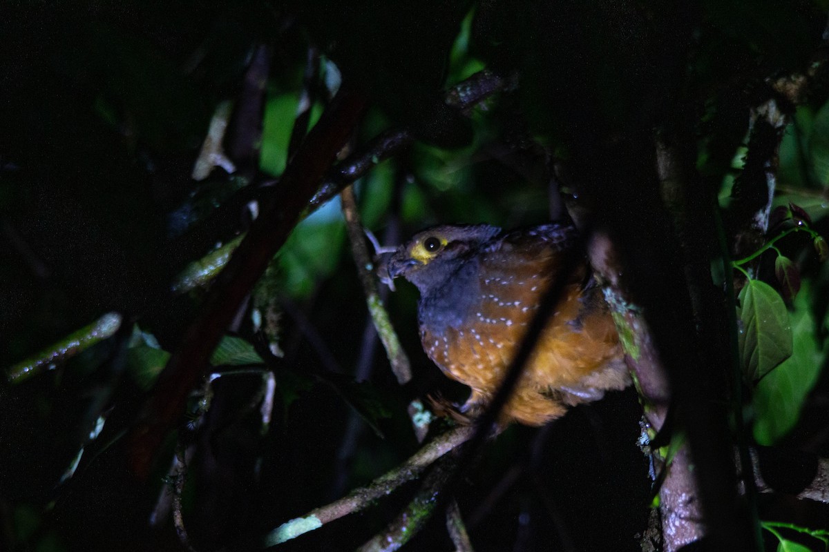 Starred Wood-Quail - ML628324683