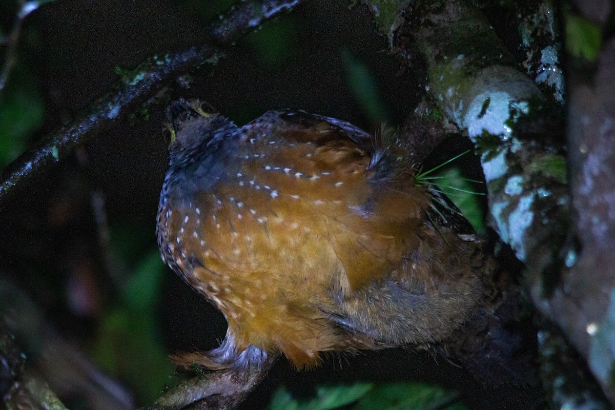 Starred Wood-Quail - ML628324684