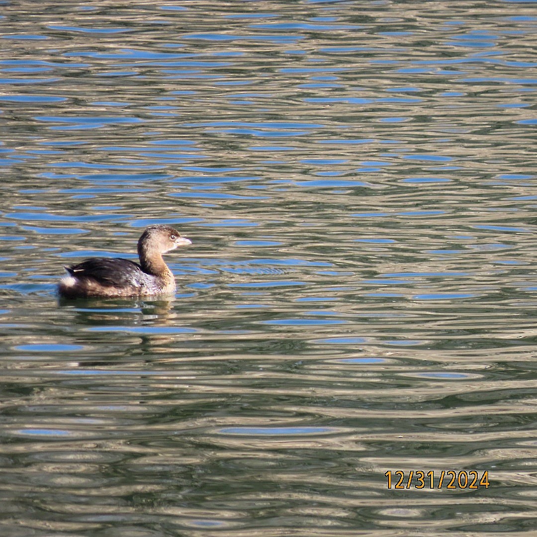 Pied-billed Grebe - ML628324688
