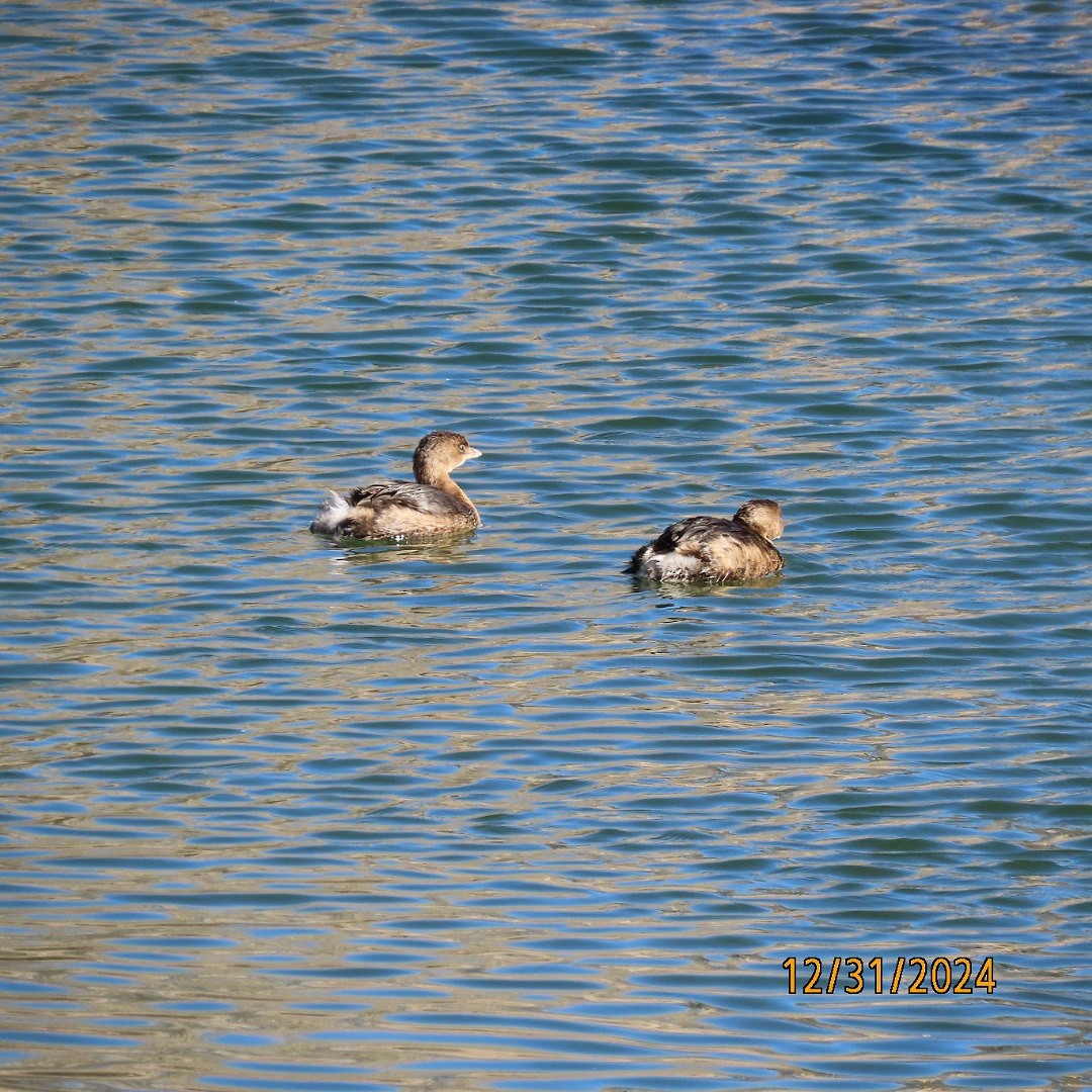 Pied-billed Grebe - ML628324689
