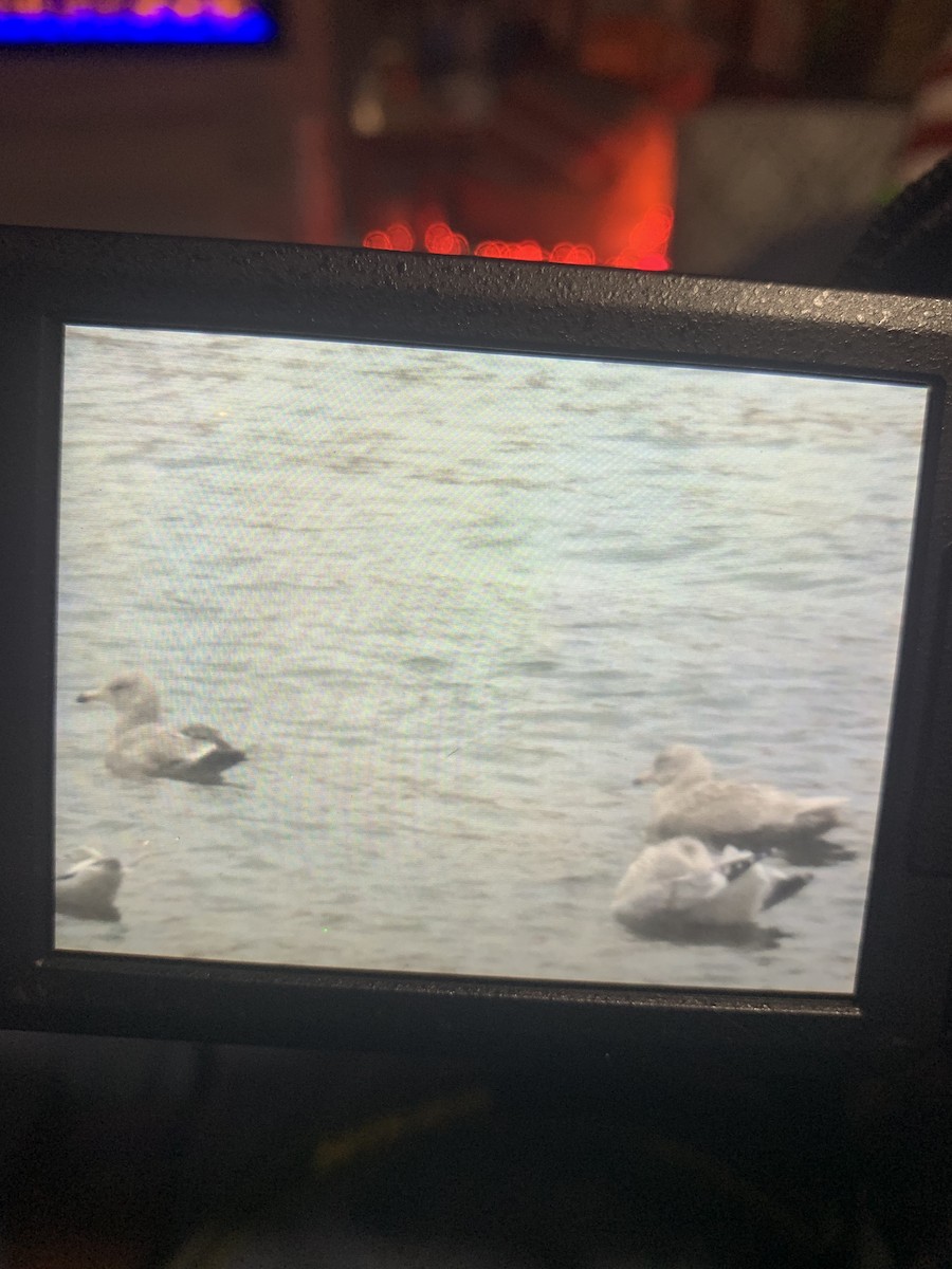 American Herring x Glaucous Gull (hybrid) - ML628324743