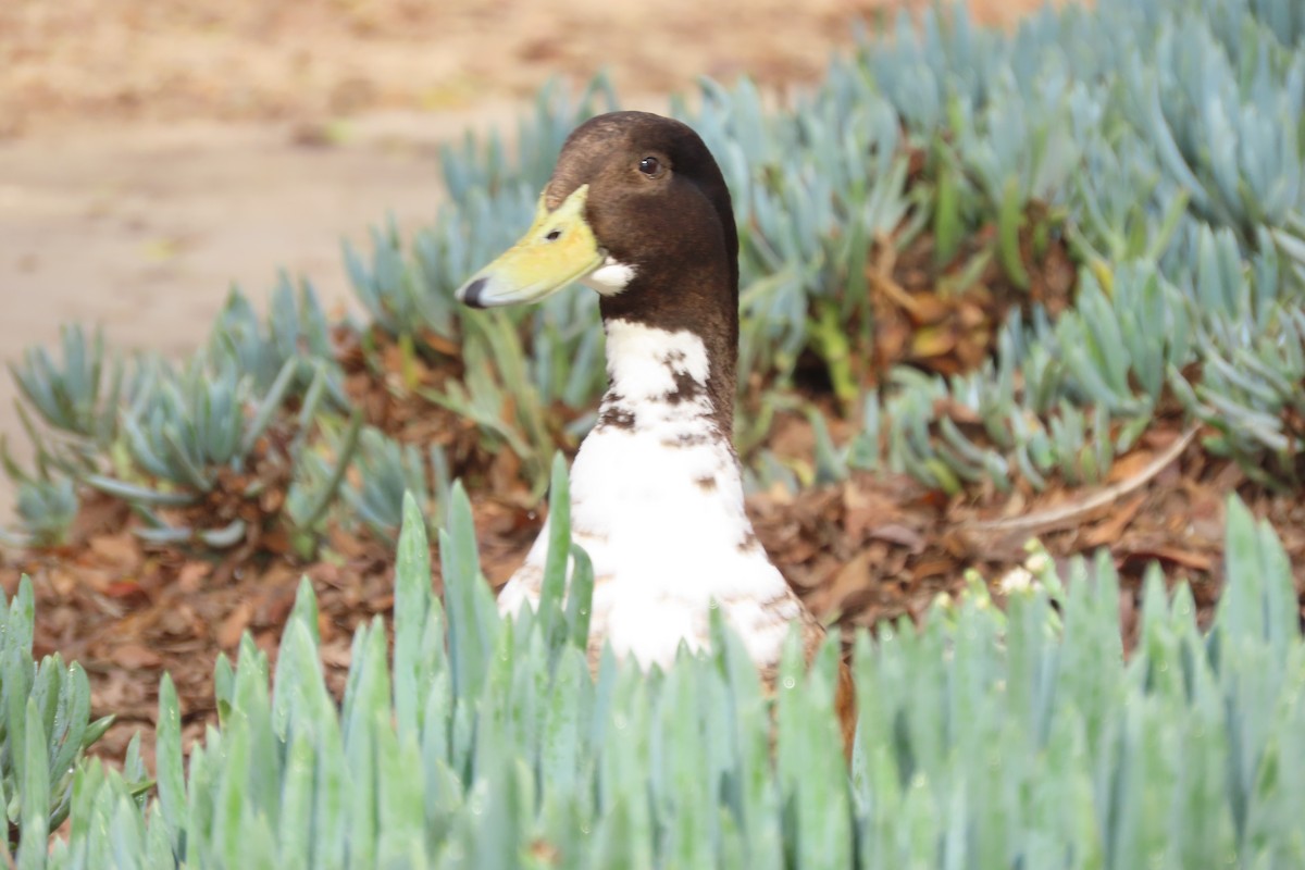 Muscovy Duck x Mallard (hybrid) - ML628324747