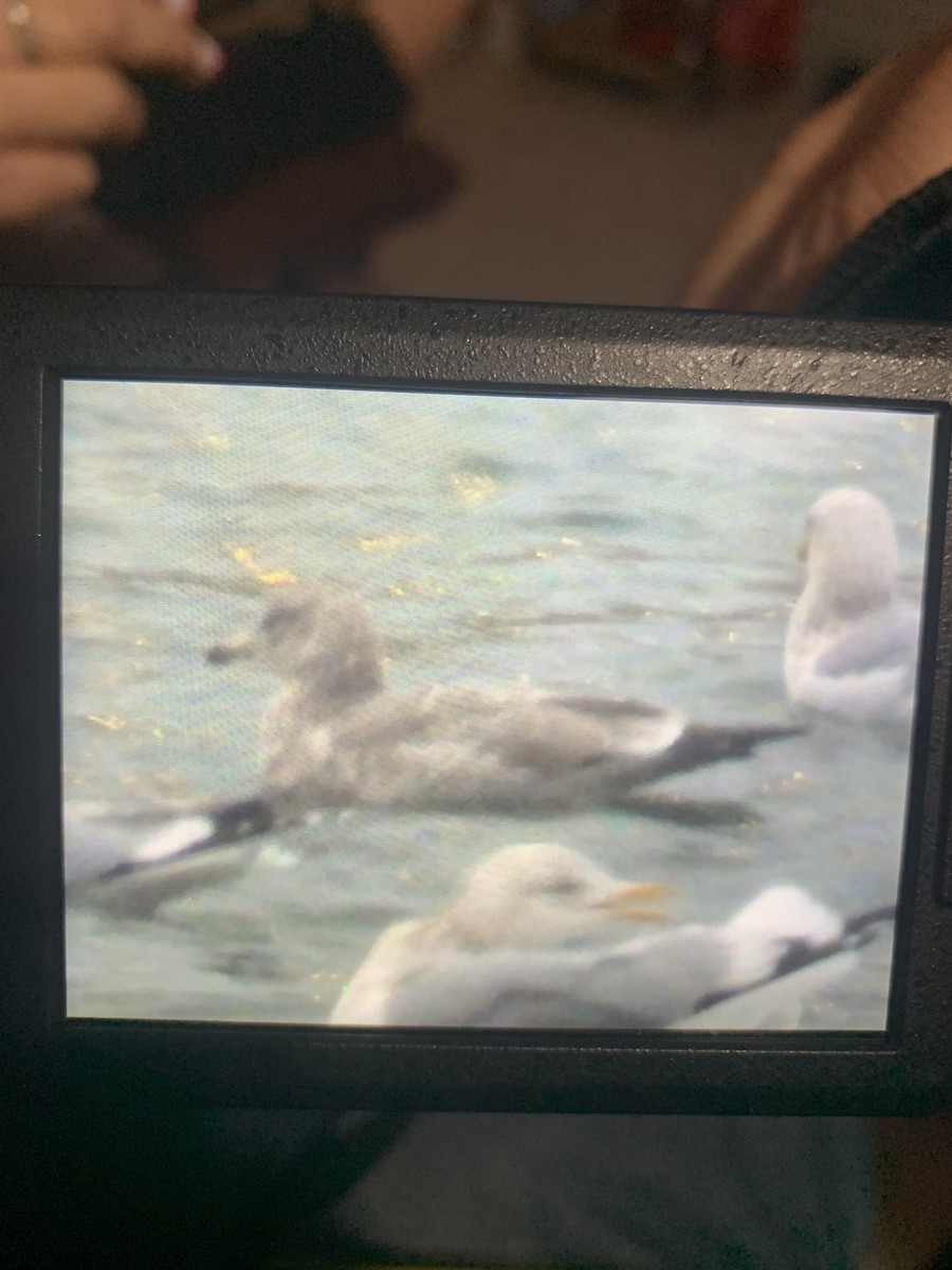 American Herring x Glaucous Gull (hybrid) - ML628324764
