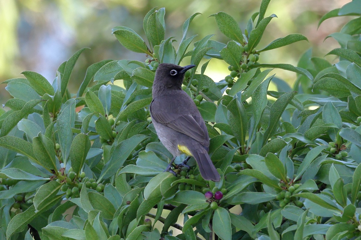 Cape Bulbul - ML628324777