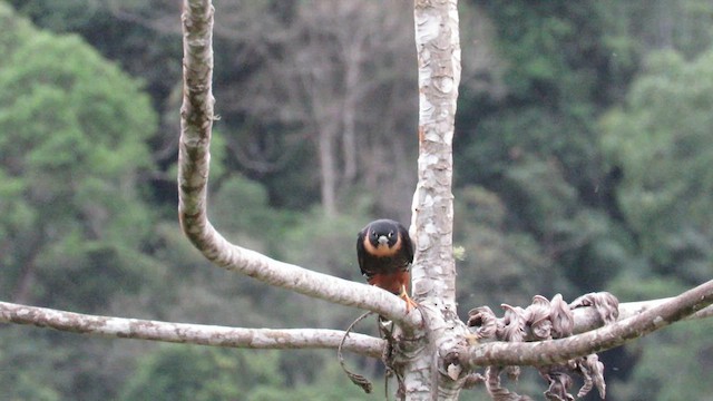 Bat Falcon - ML628324812