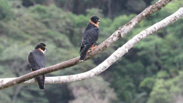 Bat Falcon - ML628324826