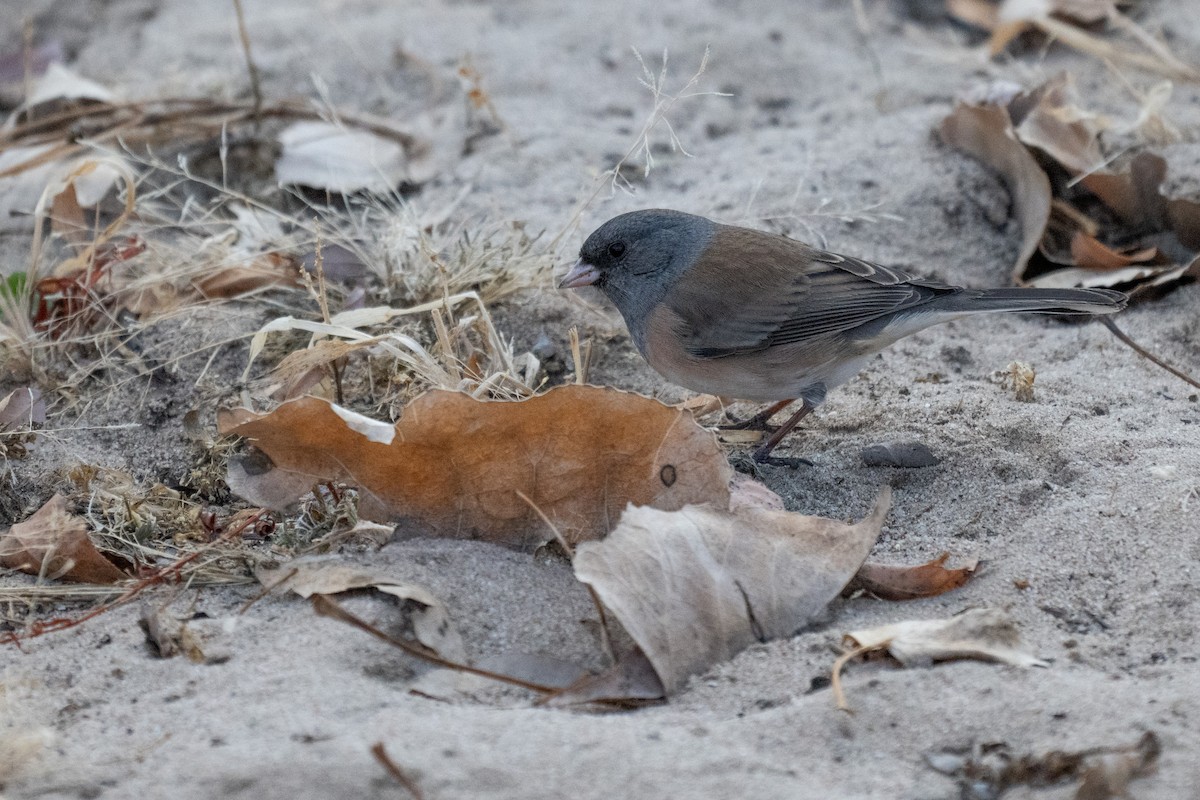 Юнко сірий - ML628324920