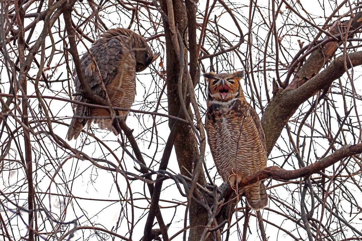 Great Horned Owl - ML628325151