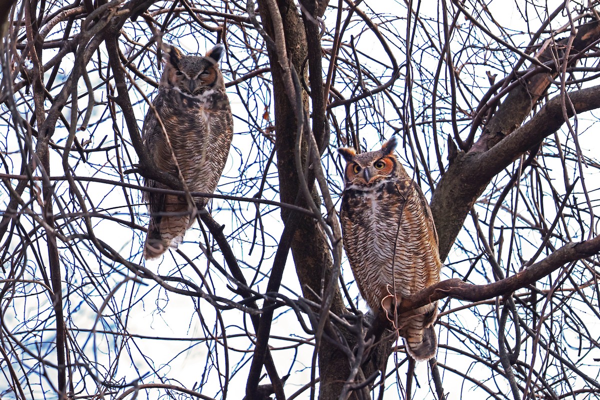 Great Horned Owl - ML628325152