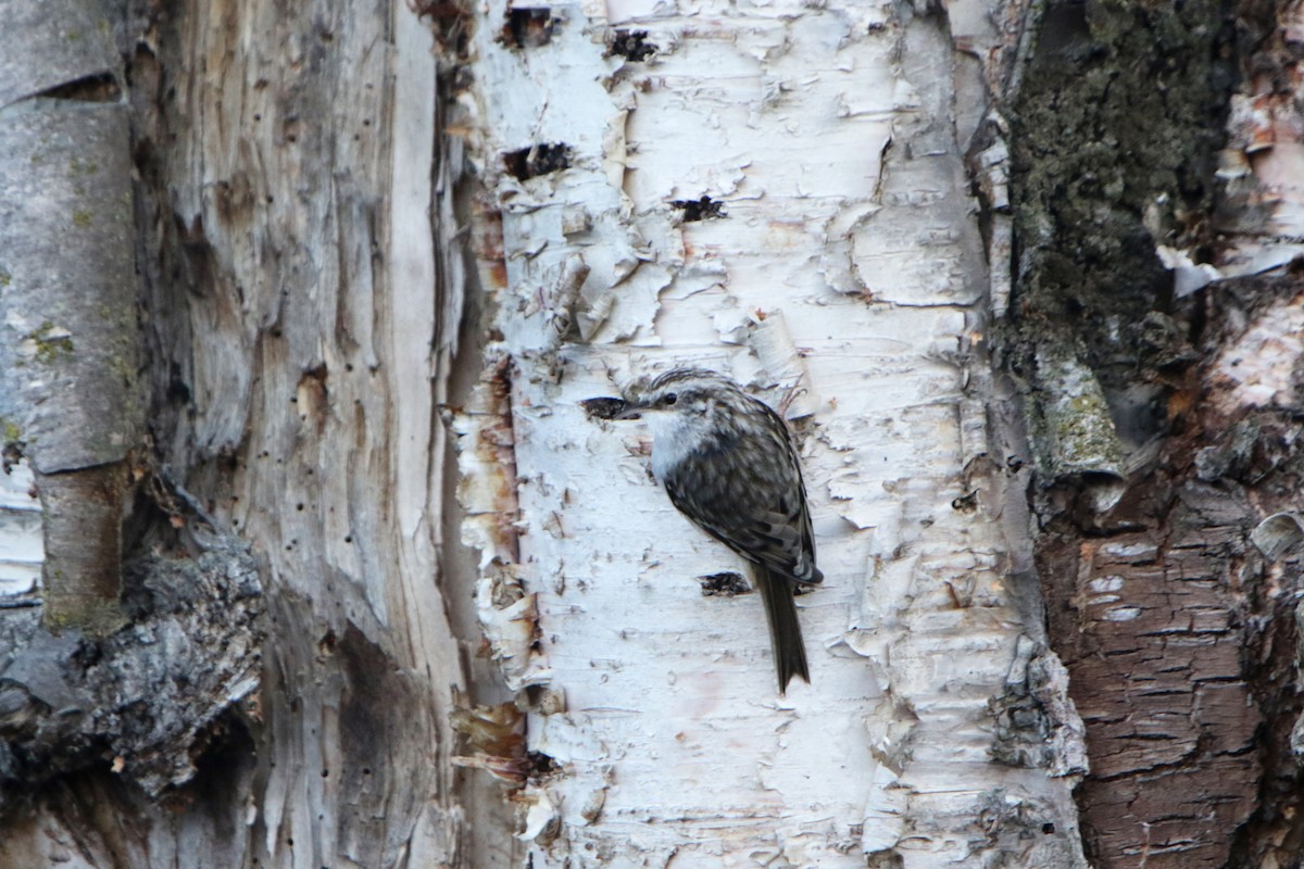 Brown Creeper - ML628325203