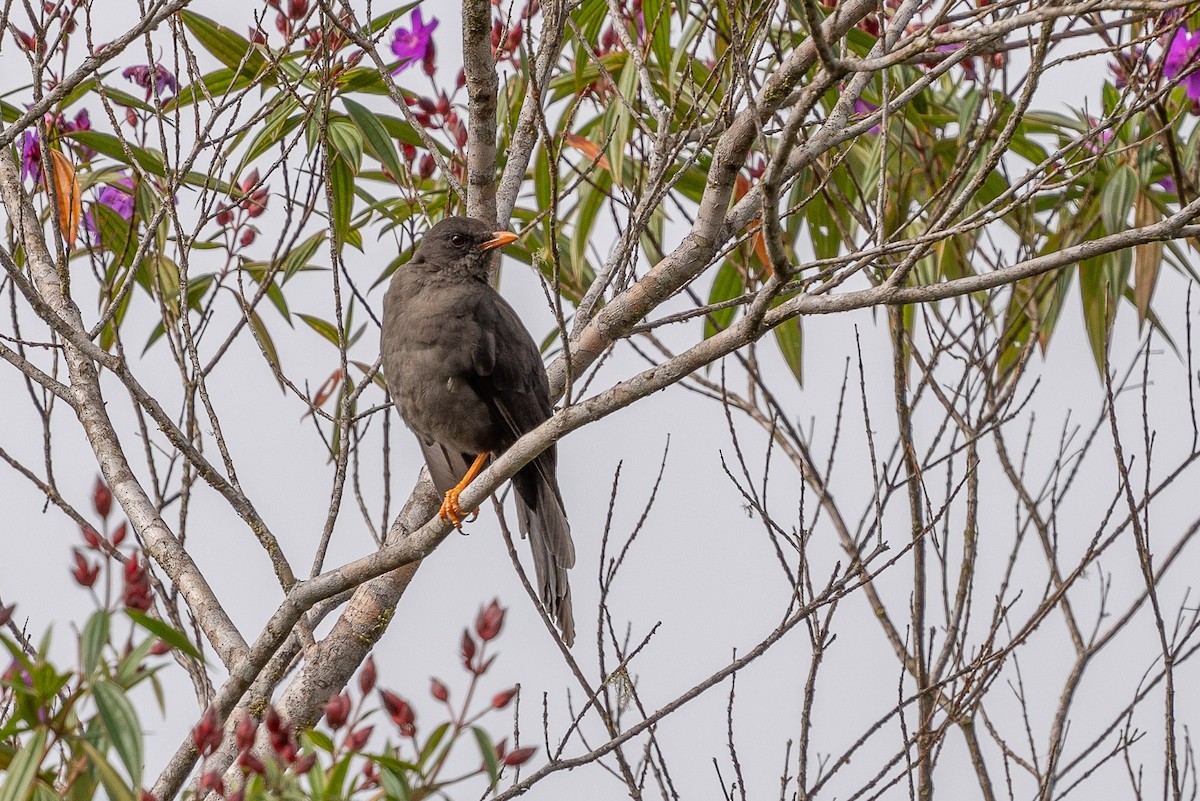 Great Thrush - ML628325237