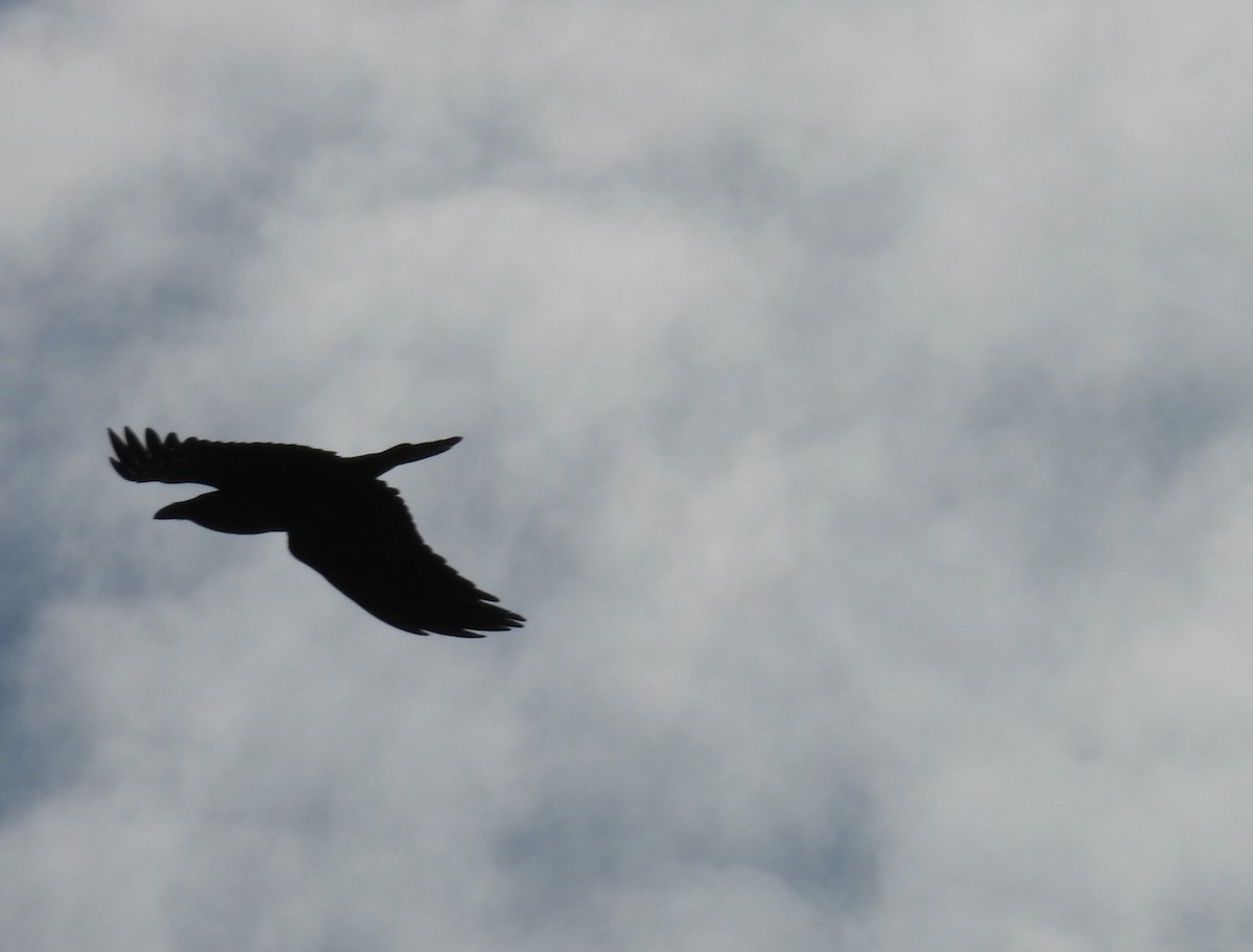 Grand Corbeau - ML628325374