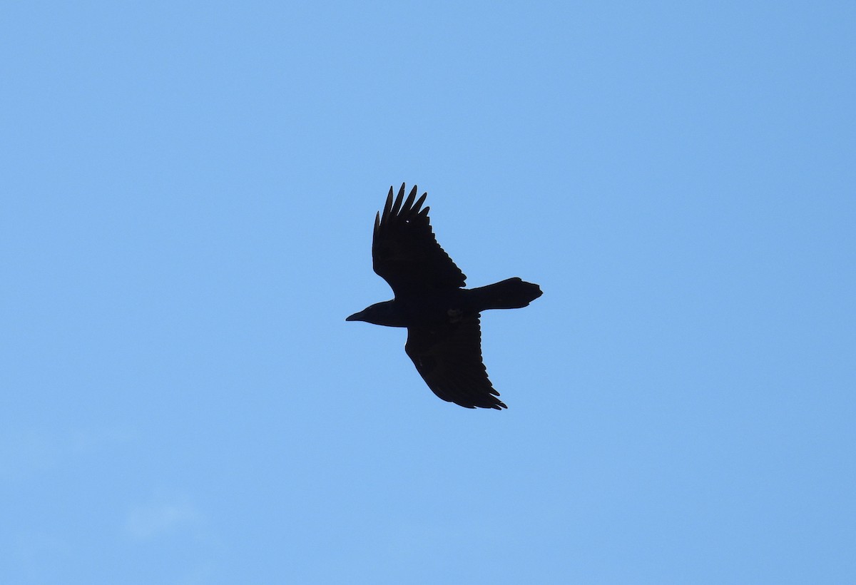 Grand Corbeau - ML628325375