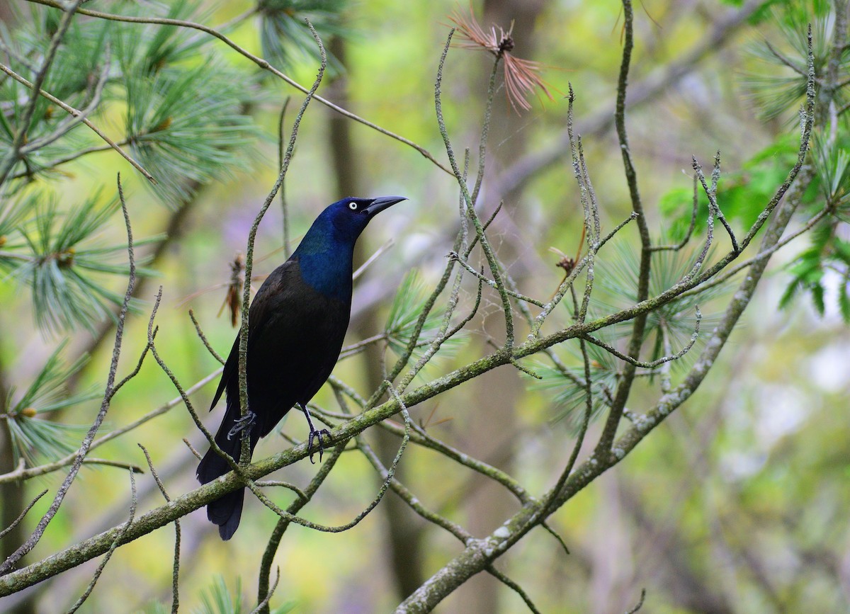 Common Grackle - ML628325400