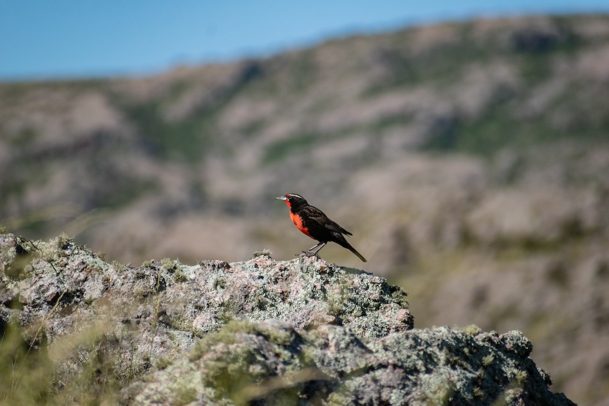 Long-tailed Meadowlark - ML628325408
