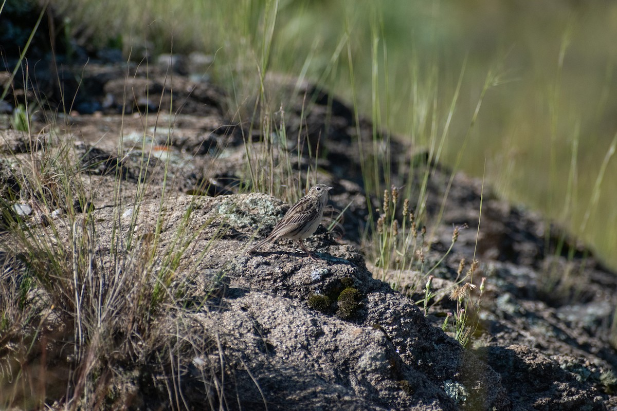 Hellmayr's Pipit - ML628325411