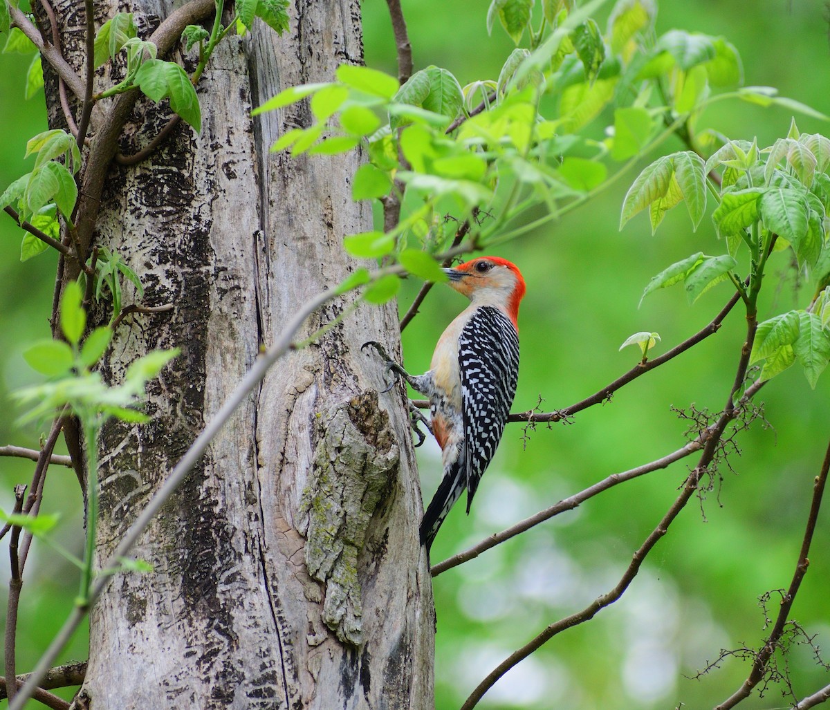Red-bellied Woodpecker - ML628325412