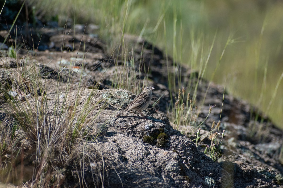 Hellmayr's Pipit - ML628325414