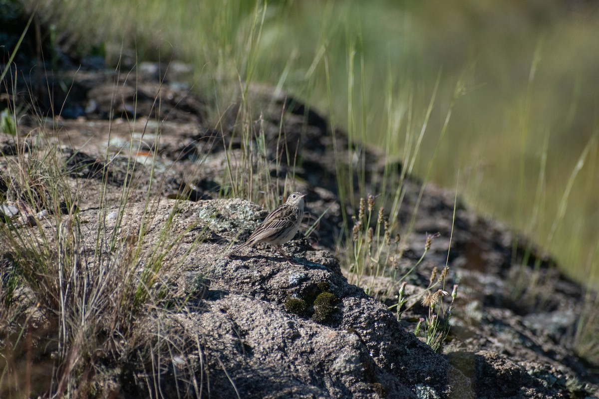 Hellmayr's Pipit - ML628325415