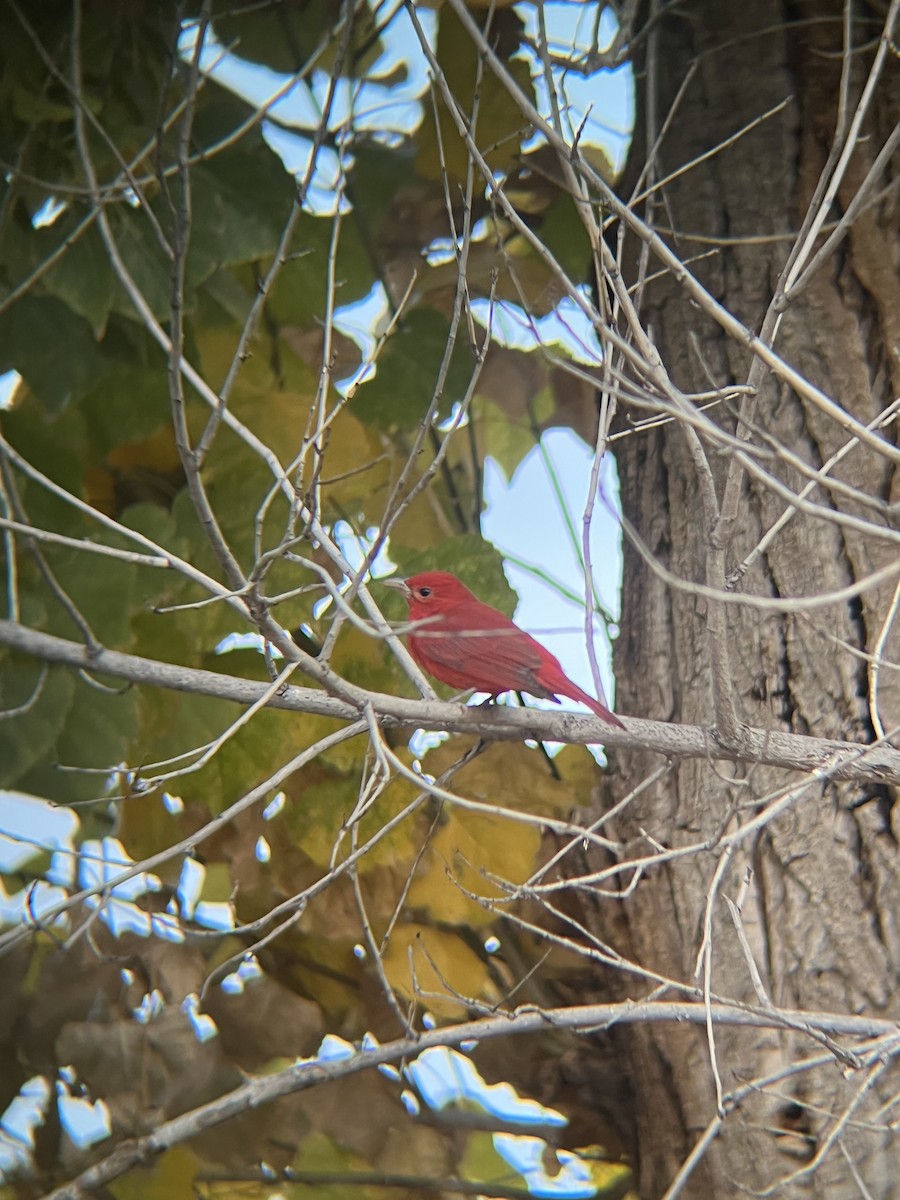 Summer Tanager - ML628325528