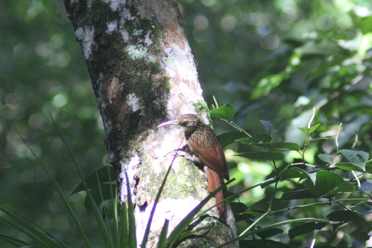 Ivory-billed Woodcreeper - ML628325540