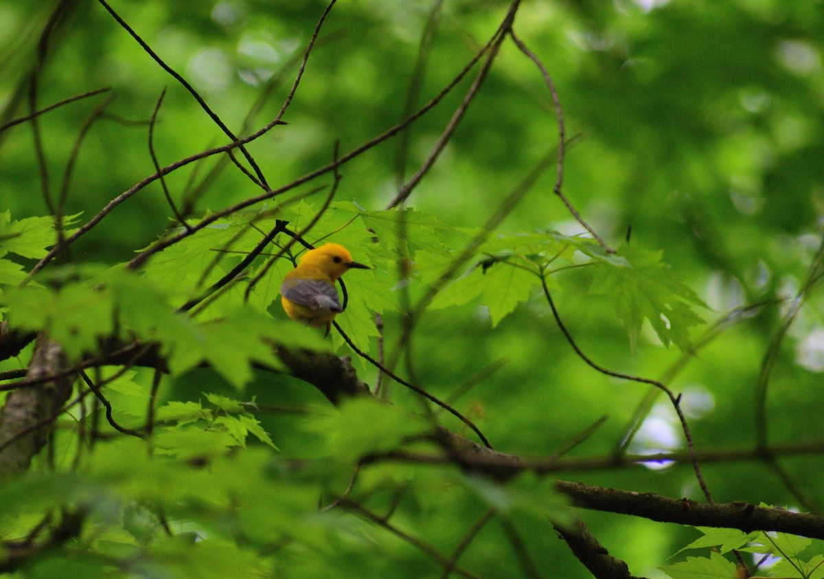 Prothonotary Warbler - ML628325625