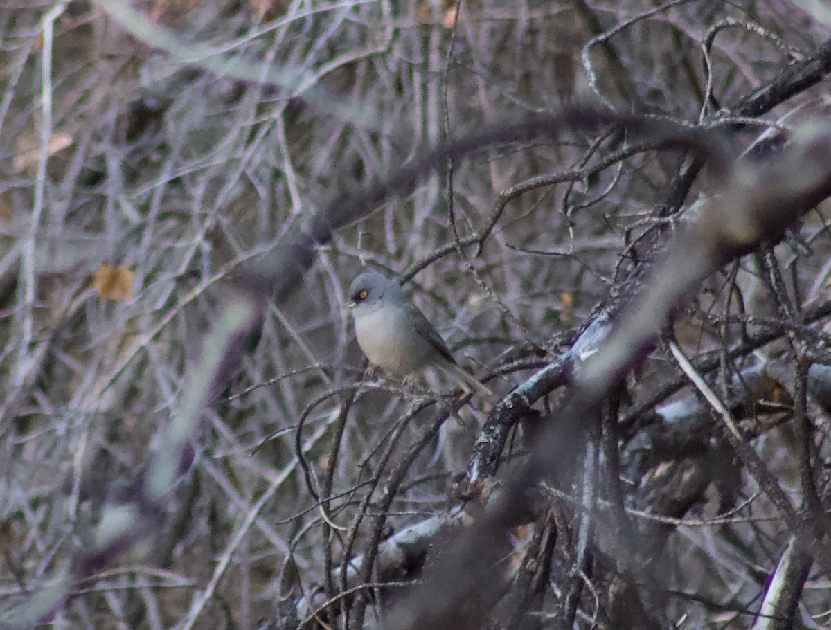 Yellow-eyed Junco - ML628325626