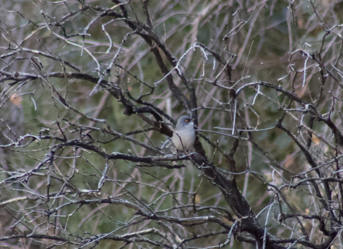 Yellow-eyed Junco - ML628325628