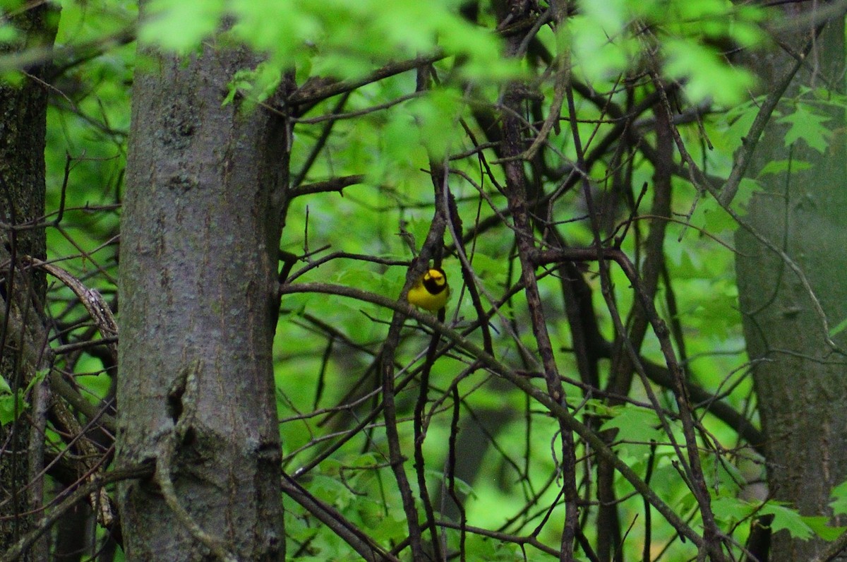 Hooded Warbler - ML628325669
