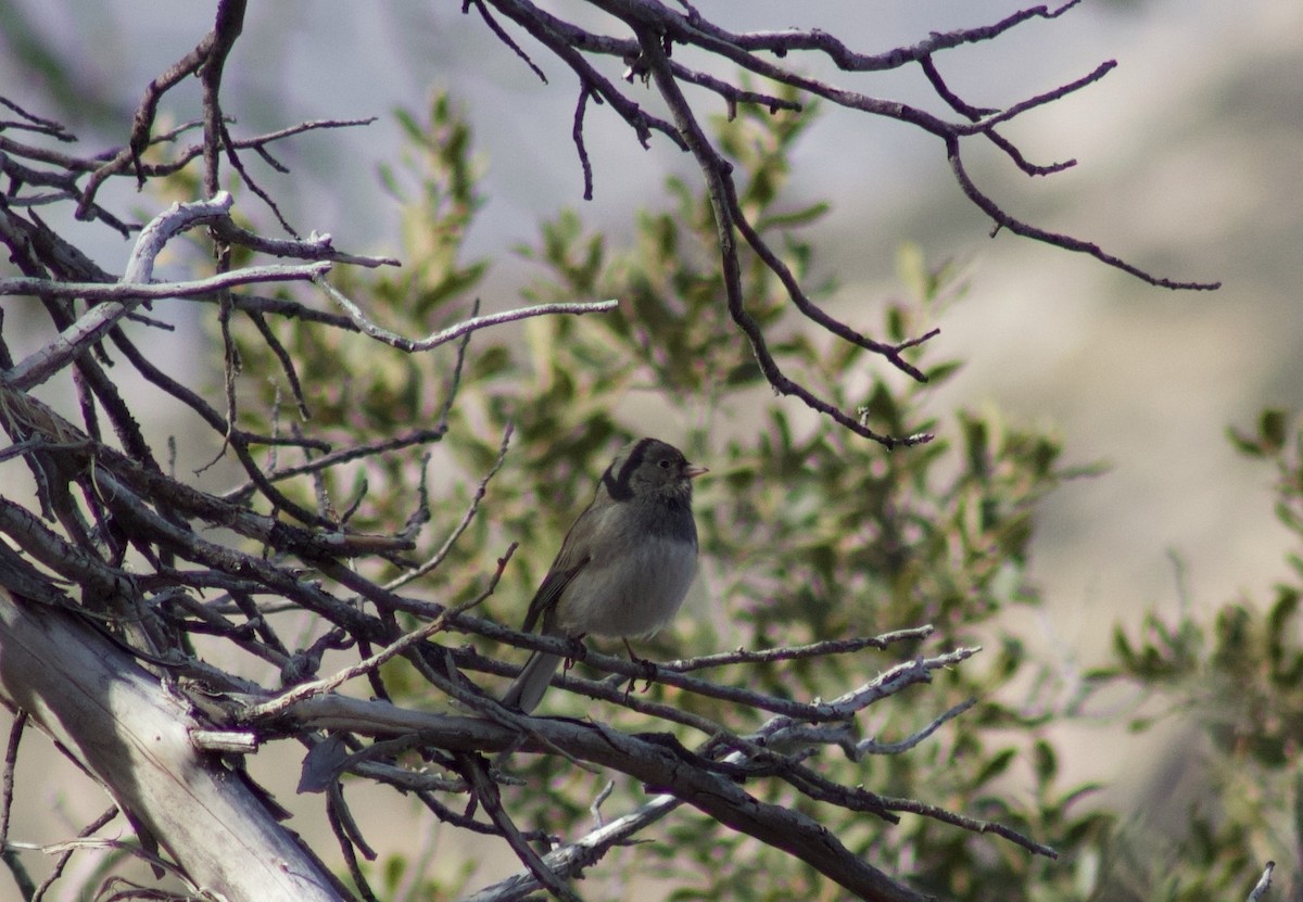 Dark-eyed Junco (Slate-colored/cismontanus) - ML628325678
