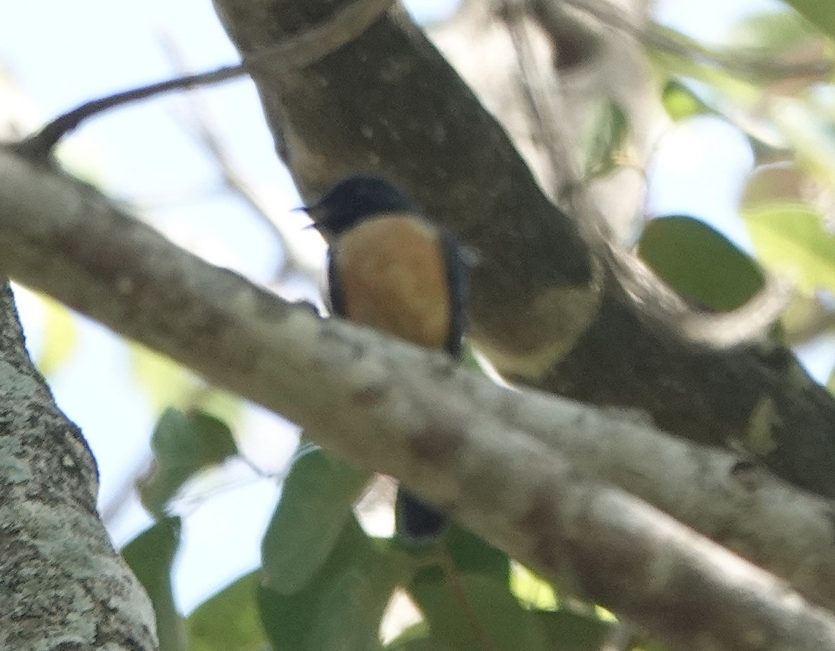 Kalao Blue Flycatcher - ML628325710