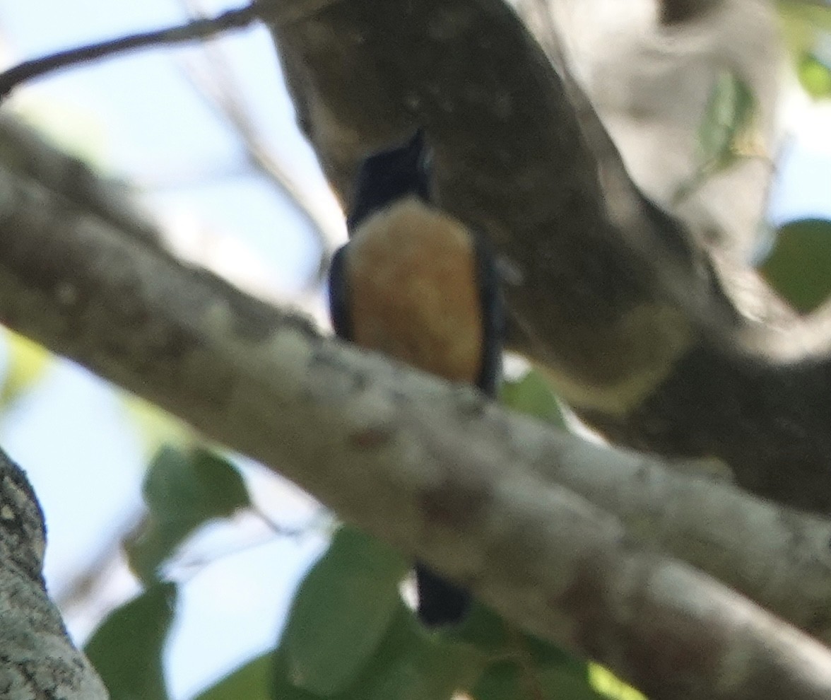 Kalao Blue Flycatcher - ML628325711