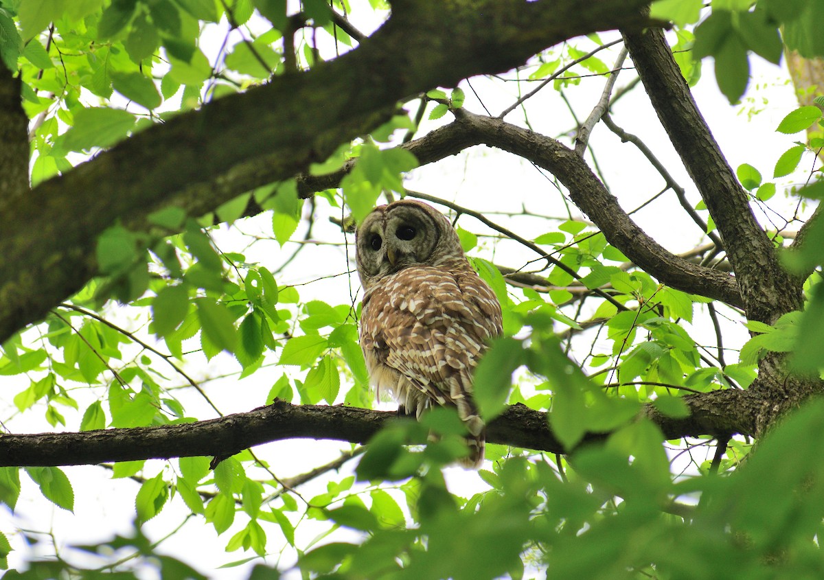 Barred Owl - ML628325733