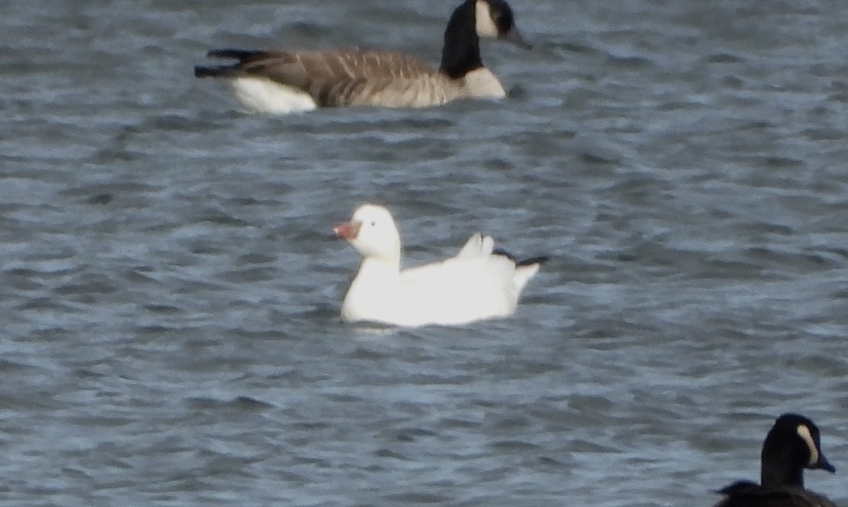 Ross's Goose - ML628325760