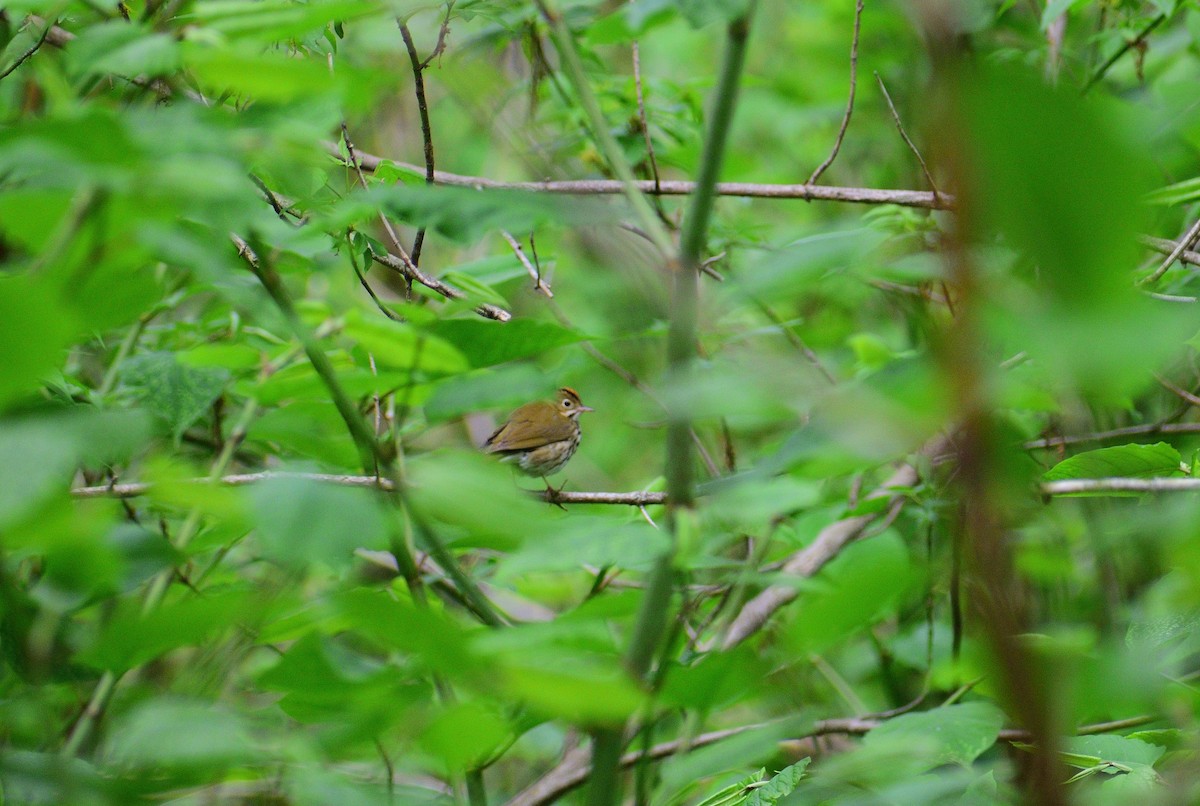 Ovenbird - ML628325782