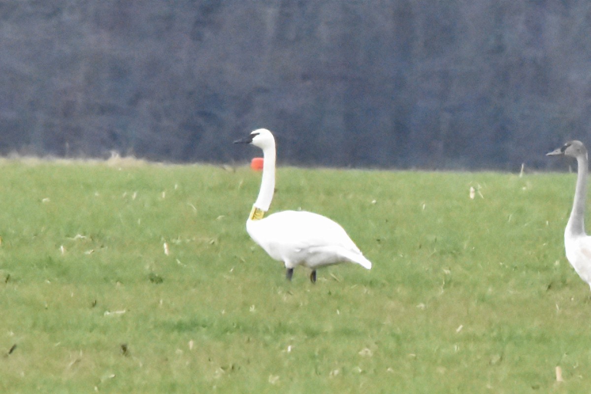 labuť trubač - ML628325820