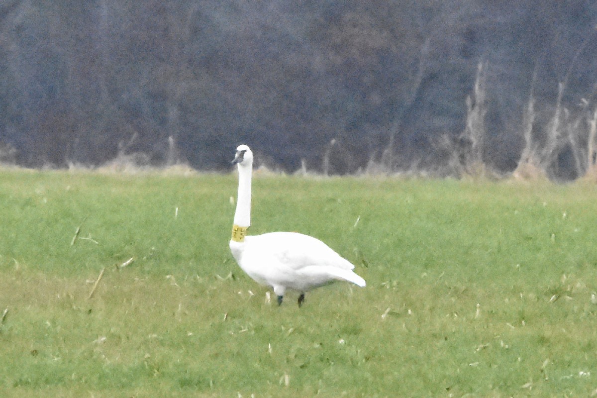 labuť trubač - ML628325821