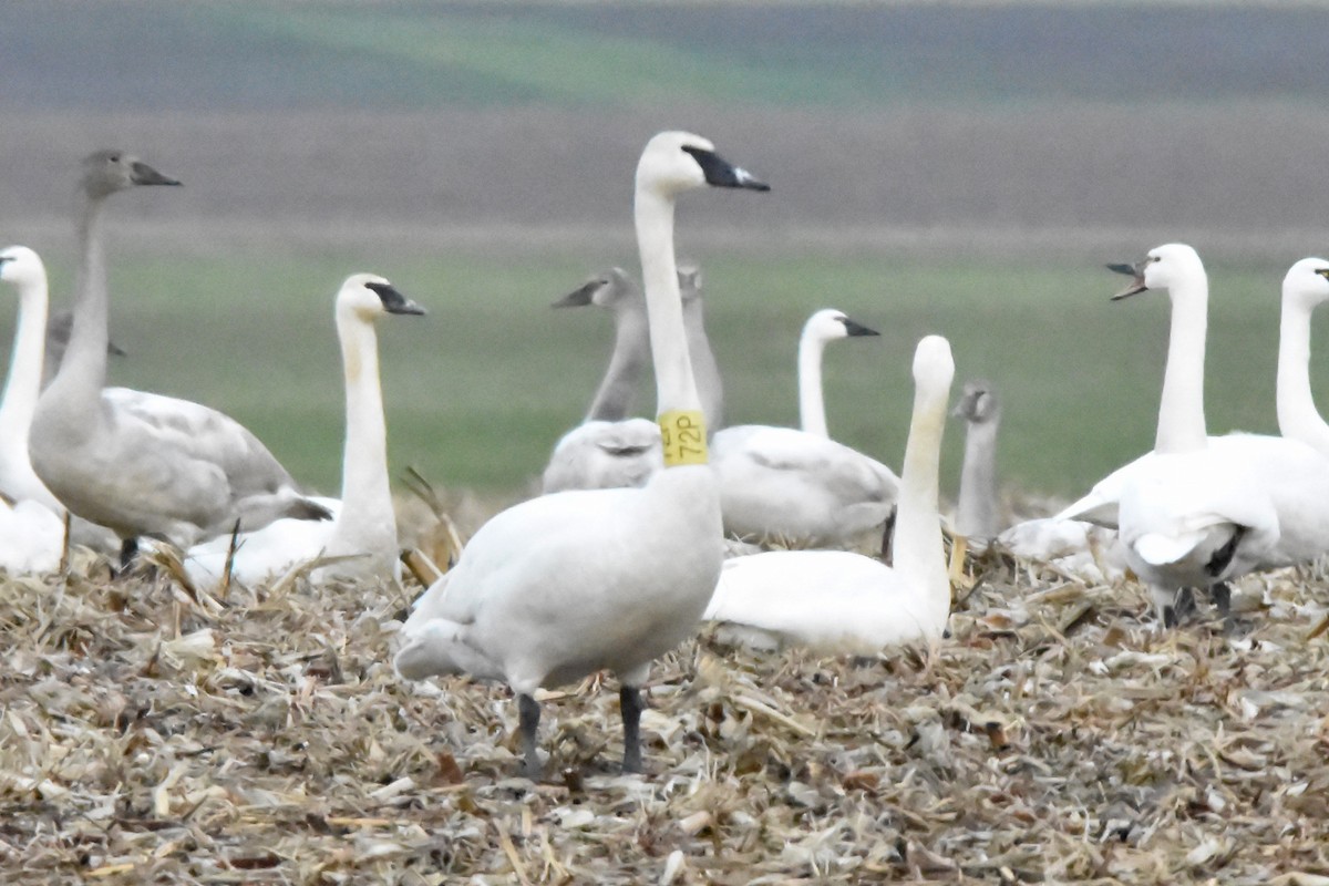 labuť trubač - ML628325822