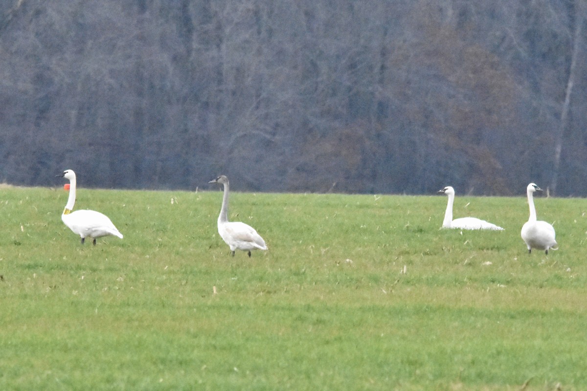 labuť trubač - ML628325824