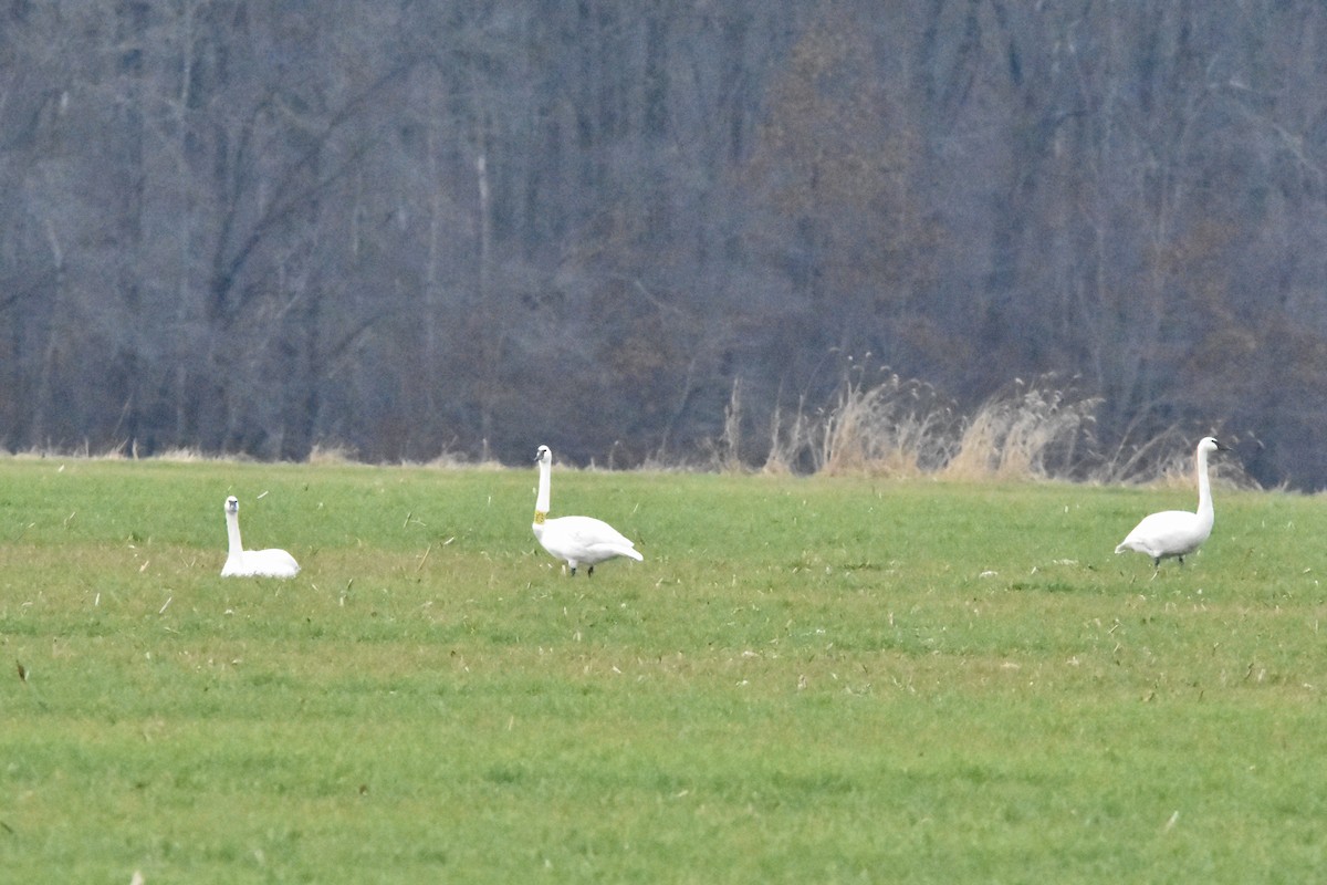 labuť trubač - ML628325828