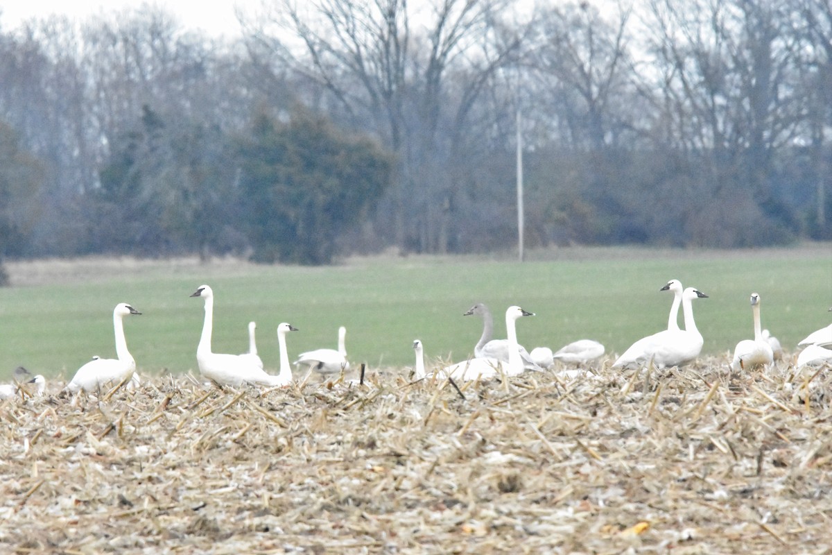 labuť trubač - ML628325829