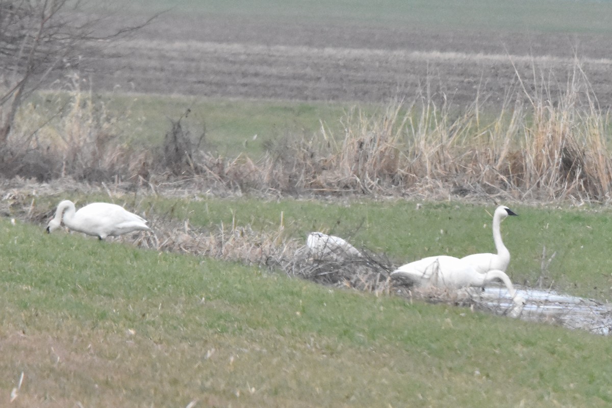 labuť trubač - ML628325831